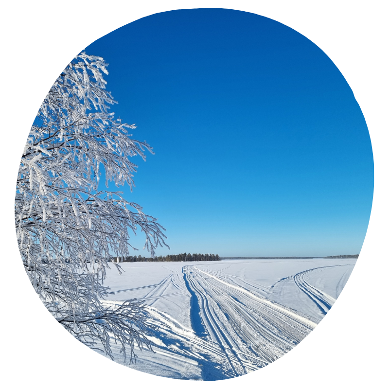 Kuvassa talvinen maisema jäätyneeltä Simojärveltä, vasemmalla kuurassa oleva puu, jäällä on moottorikelkan jättämiä jälkiä. Taivas on kirkkaan sininen ja lumi on puhtaan valkoista.