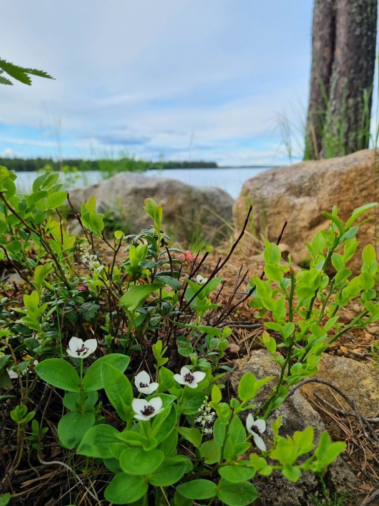 Ruohokanukan kukkia kiven vieressä järven rannassa.