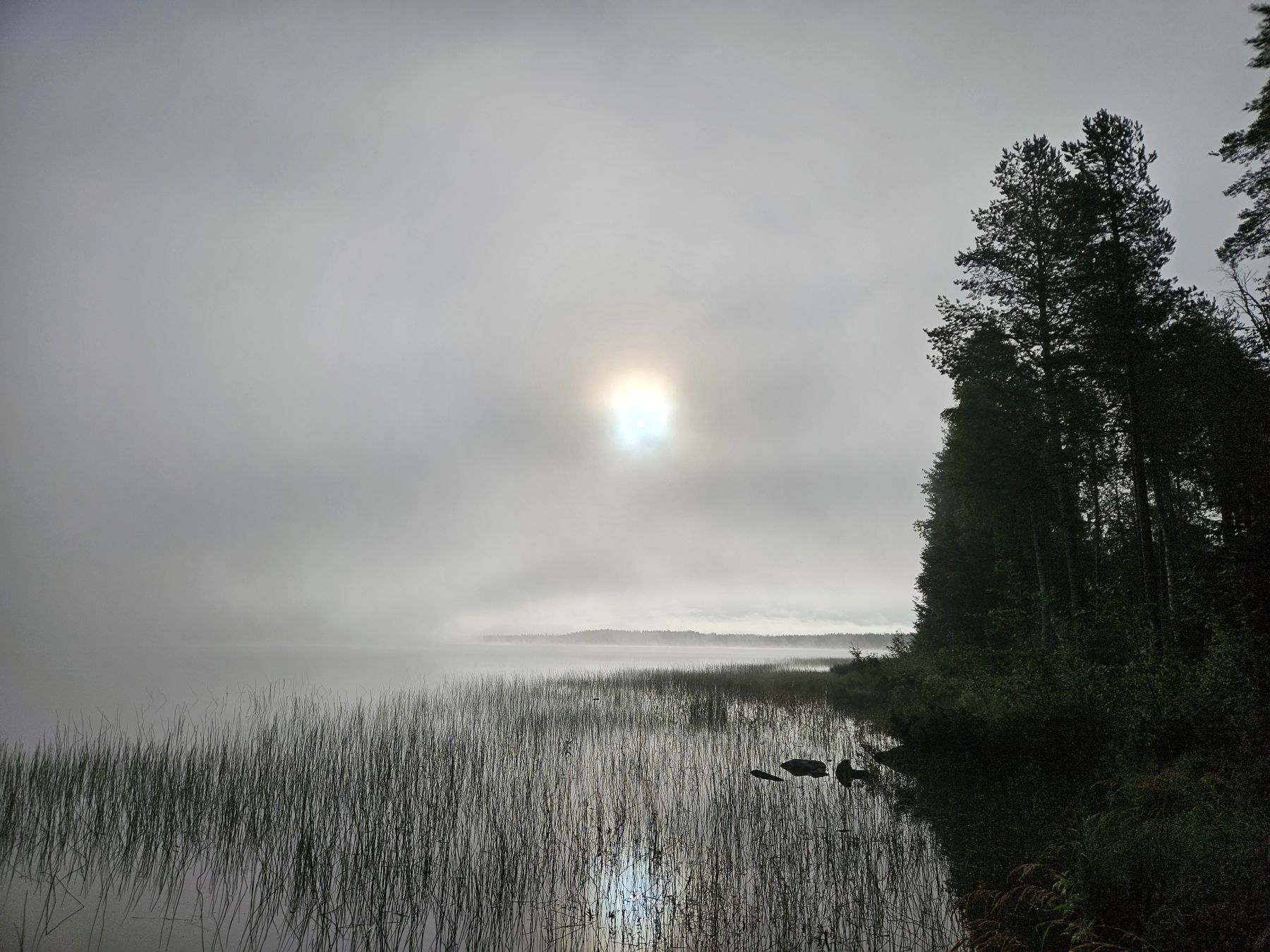 Sumuinen aamu järvellä. Rantakiviä, kaislaa, sumun läpi hohtava viileä auringonvalo.